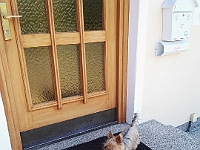 pict3309 a  De volgende dag sjeest katja naar buiten, naar de deur van de Julians, Brigitte gaf haar namelijk altijd aandacht en ze mocht binnen rondneuzen. Wat gek: deur dicht.....